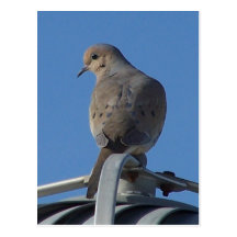 Mourning Dove Postcard
