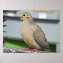 Mourning Dove Posters