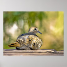 Mourning Dove Posters
