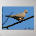 Mourning Dove posters