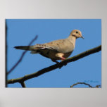 Mourning Dove Print