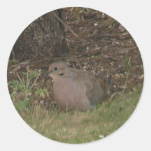 mourning dove sticker