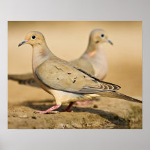 Mourning Dove (Zenaida macroura) adults on Posters
