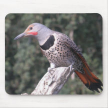 Mouse pad, Northern Flicker