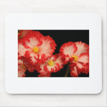 Mousepad, a riot of begonias