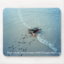 Mousepad / Chesapeak Blue Crab