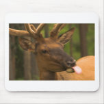 Mousepad - Elk with Tongue Out
