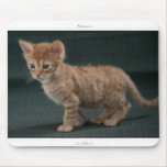 Mousepad: LaPerm kitten