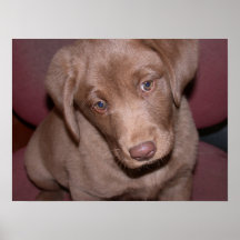 mousse - the chocolate lab poster