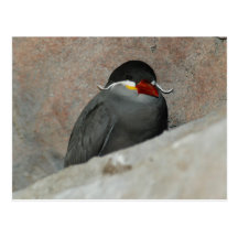 Moustached Bird Postcard