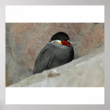Moustached Bird Poster/Print