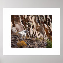 Moutain Goat Poster