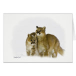 Moutain Lion cubs cards