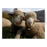Moutons mignons cartes de vœux