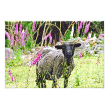 Moutons noirs photos d’art