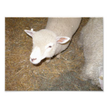 Moutons recherchant tirages photo