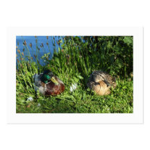 Mr and Mrs Mallard (Bordered) Business Card Template