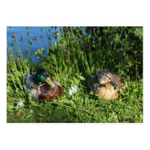 Mr and Mrs Mallard Business Card Templates