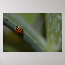 Mr. Bug Posters