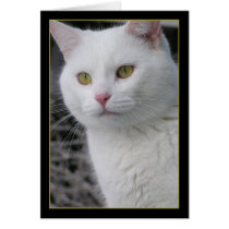Mr. Cat Portrait Cards