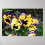 Mr Purple  Pansy  ~Print~