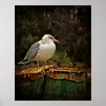 Mr. Seagull Posters