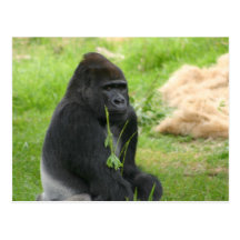 Mr Silverback Post Cards