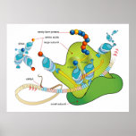 mRNA and Protein Synthesis in Ribosomes Diagram Posters