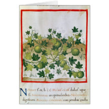 Ms 3054 fol.20 Melons, from 'Tacuinum Sanitatis' Cards
