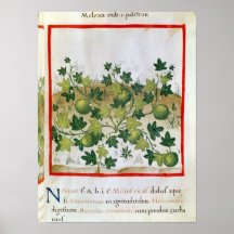 Ms 3054 fol.20 Melons, from 'Tacuinum Sanitatis' Posters