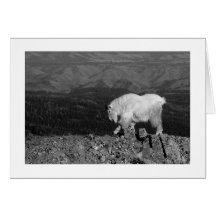 Mt. Goat: For the Young Greeting Card