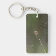 Mt Jefferson Oregon Insects Arachnids Spiders Bug