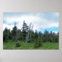 Mt. Mitchell I posters
