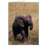 Muddy Baby Elephant Cards