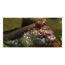 Mudskipper Amphibious Fish Oxudercinae Photo Card Template