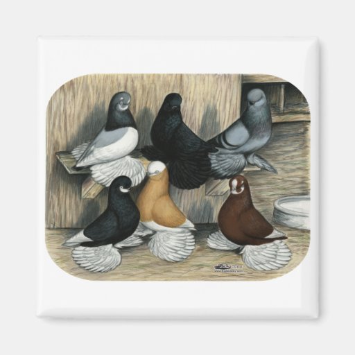 Muffed Tumbler Pigeons Magnets