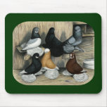 Muffed Tumbler Pigeons Mousepads