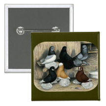Muffed Tumbler Pigeons Pinback Buttons