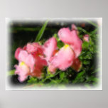 Muflier Affiches