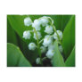 Muguet Postcard
