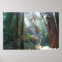 Muir Woods California Posters