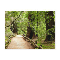 Muir Woods Path II Postcard