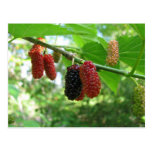 Mulberry Tree Post Card