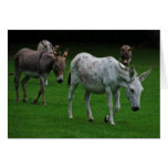 Mule and donkey greeting card