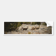 Mule Deer Does Bumper Sticker