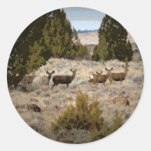 Mule Deer Does Round Sticker