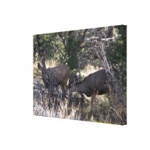 Mule deer grazing gallery wrap canvas