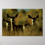Mule Deer Herd Posters