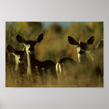 Mule Deer Herd Print