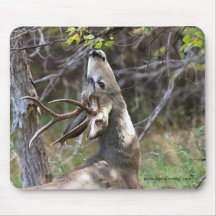 Mule Deer Mousepad